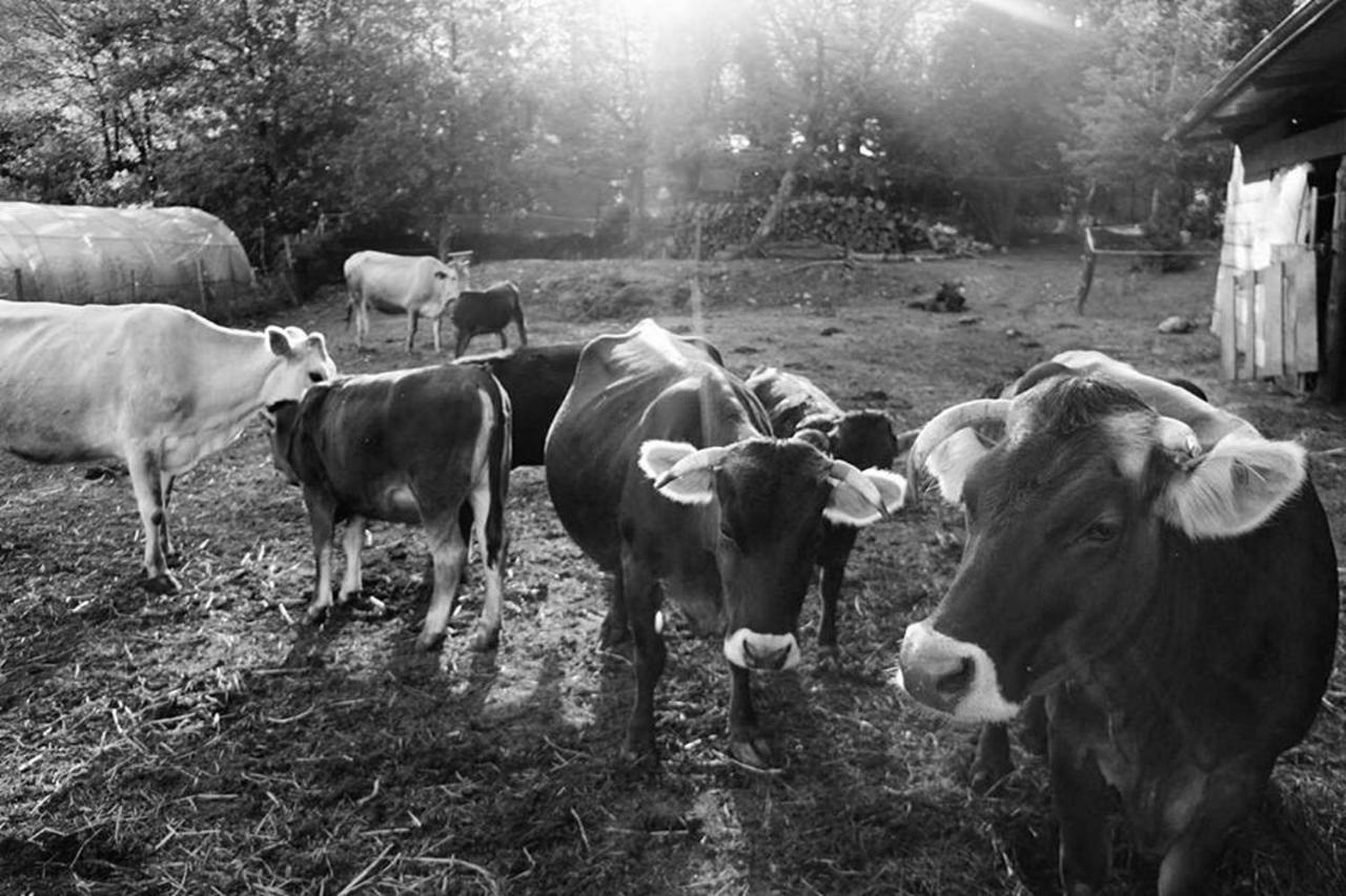 Agriturismo Di Charme E Ristorante Stallato Il Filo Di Paglia Carro Buitenkant foto